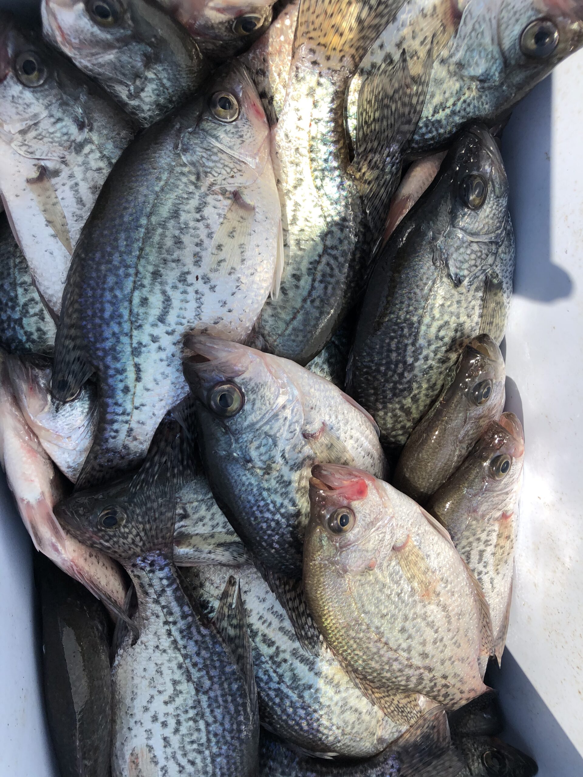 Photos Lake Wedowee Fishing Guide