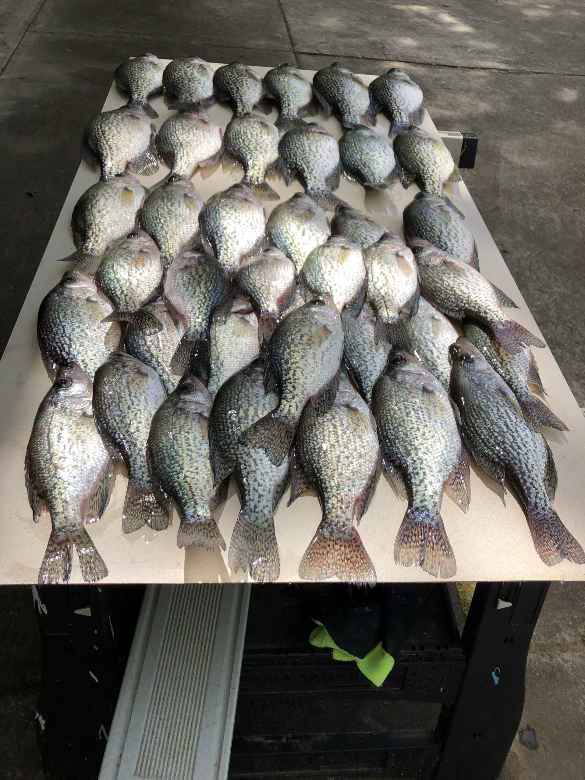 Photos Lake Wedowee Fishing Guide