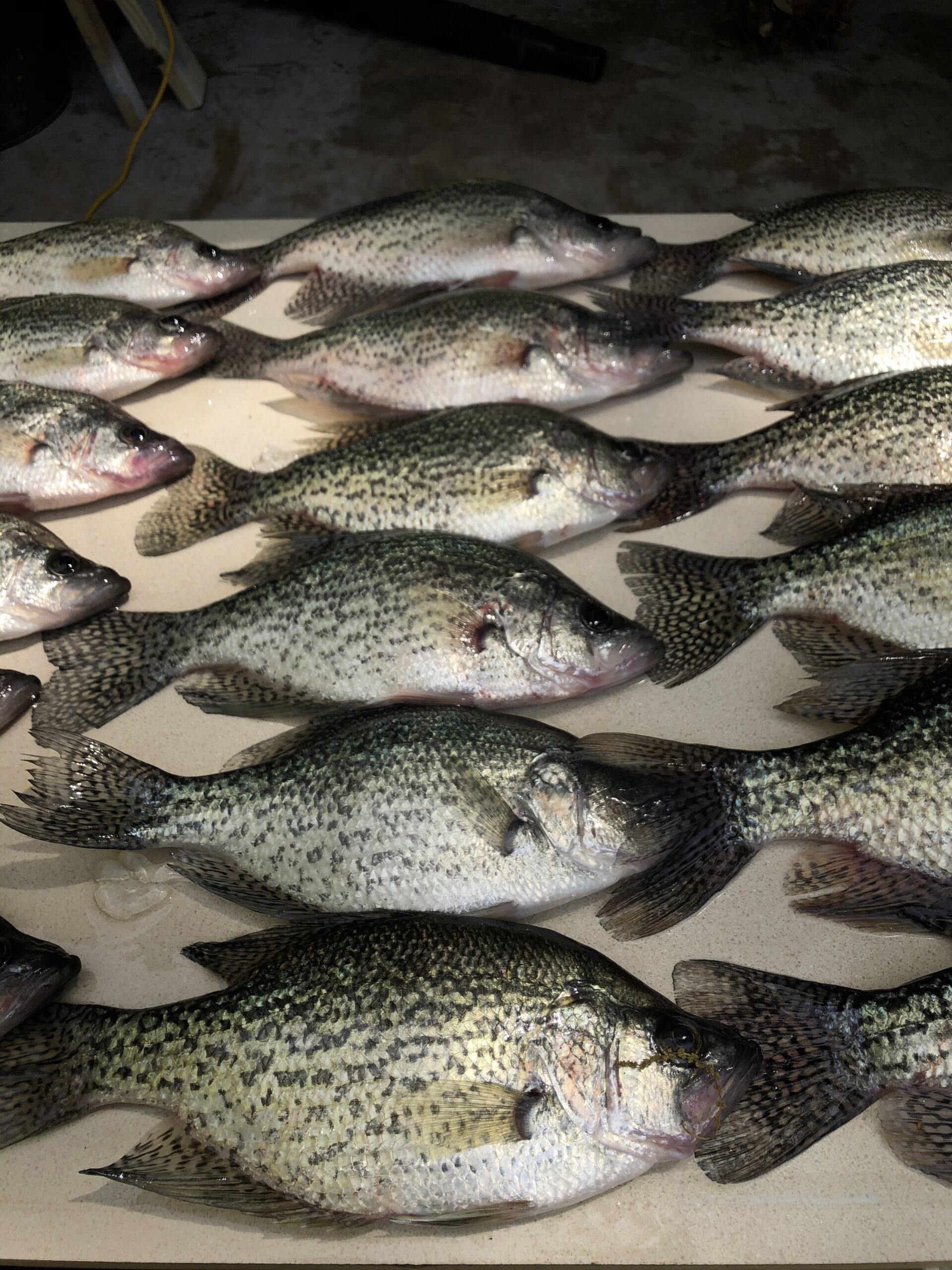 Photos Lake Wedowee Fishing Guide